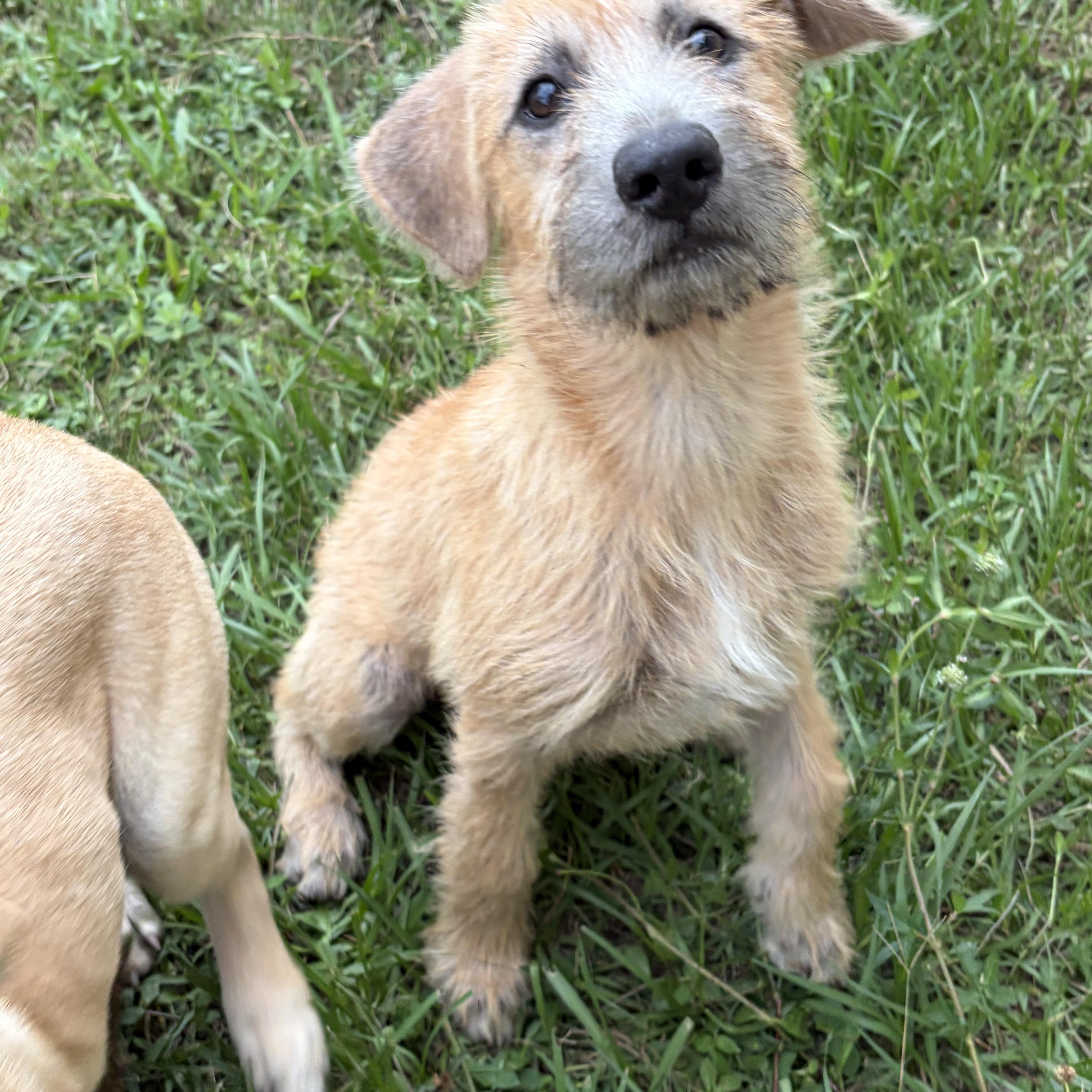 Sunny D, adopted, Puppy Female Wirehaired Terrier.