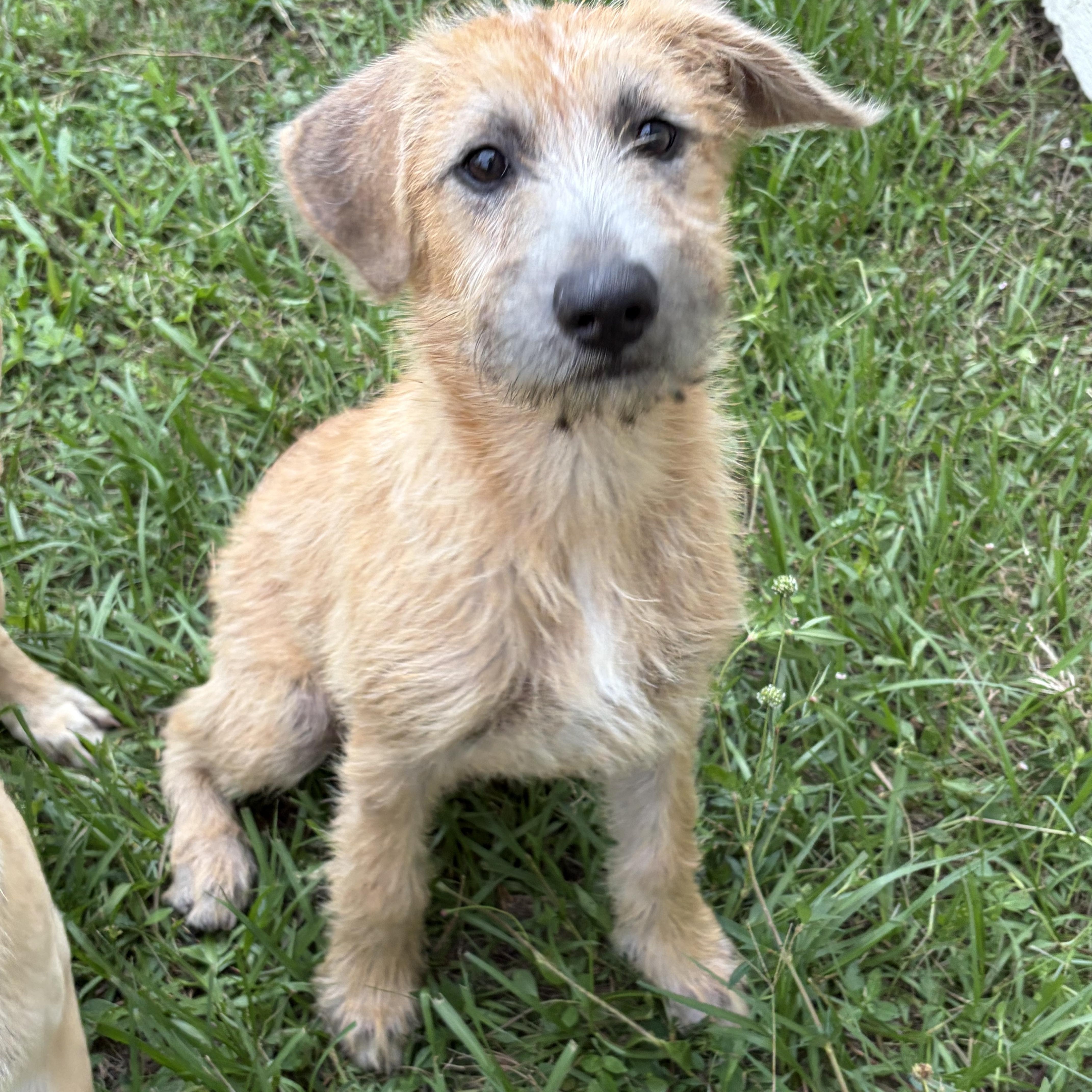Sunny D, an adopted mixed breed in Arcadia, FL image 2/5