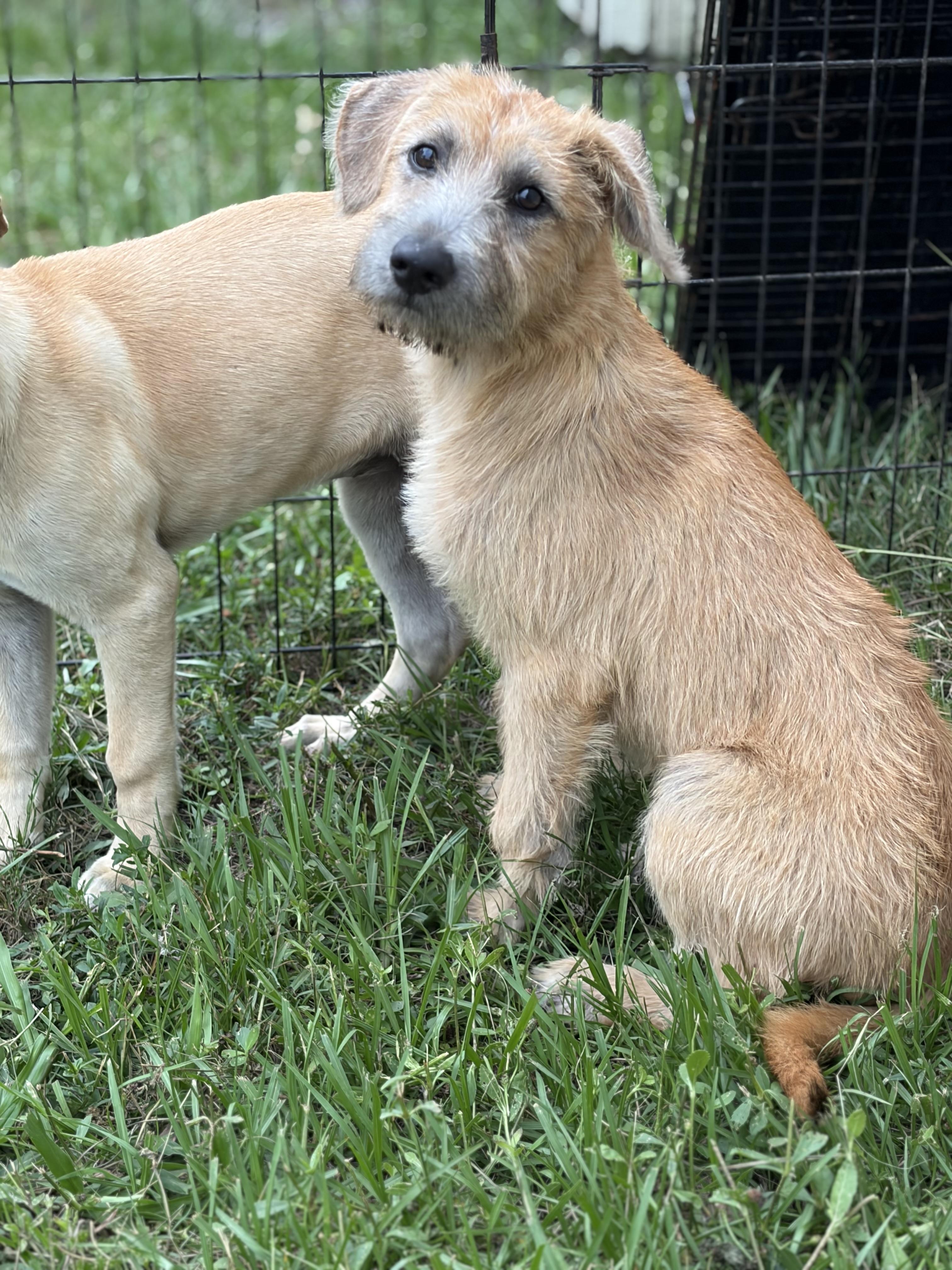 Sunny D, an adopted mixed breed in Arcadia, FL image 4/5