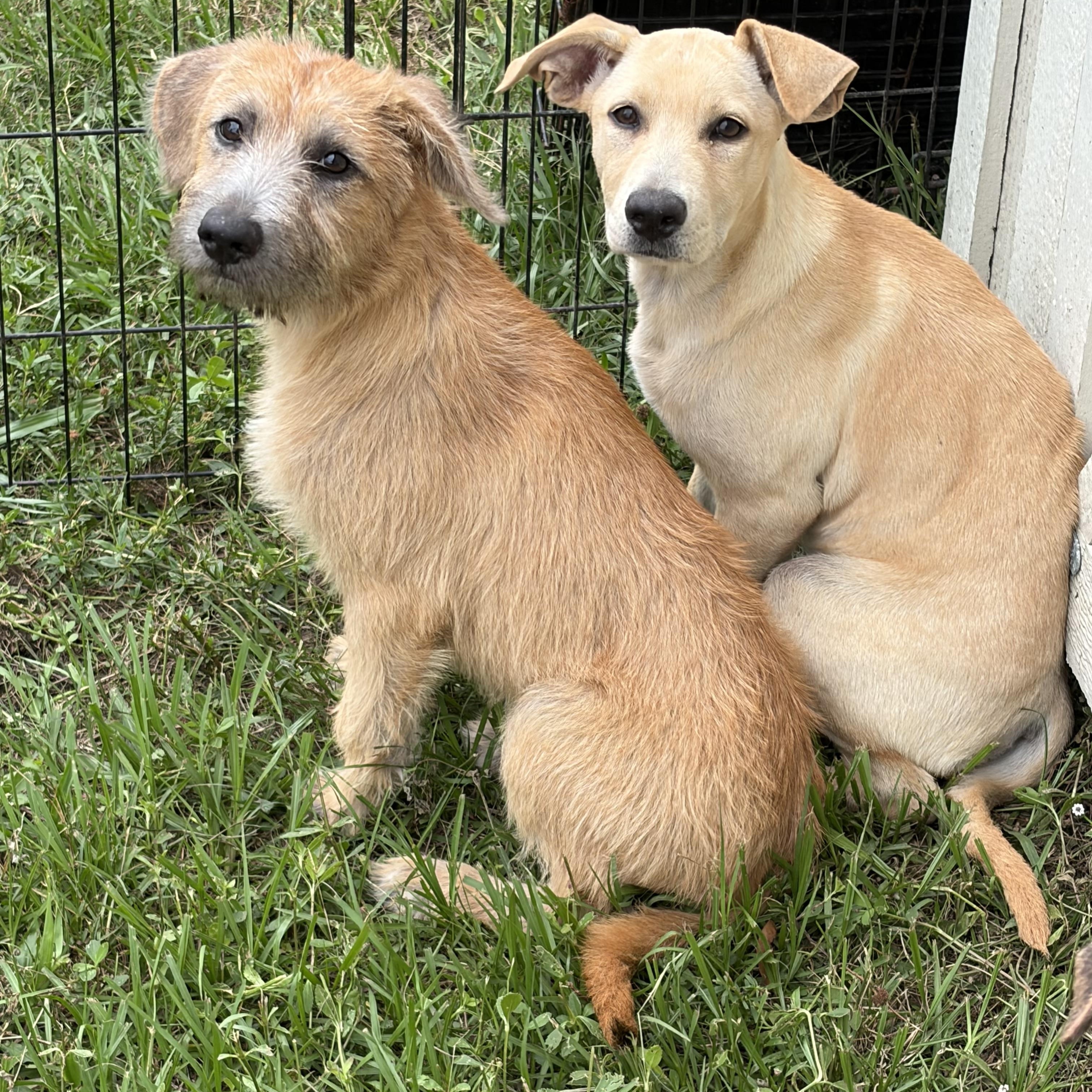 Sunny D, an adopted mixed breed in Arcadia, FL image 5/5