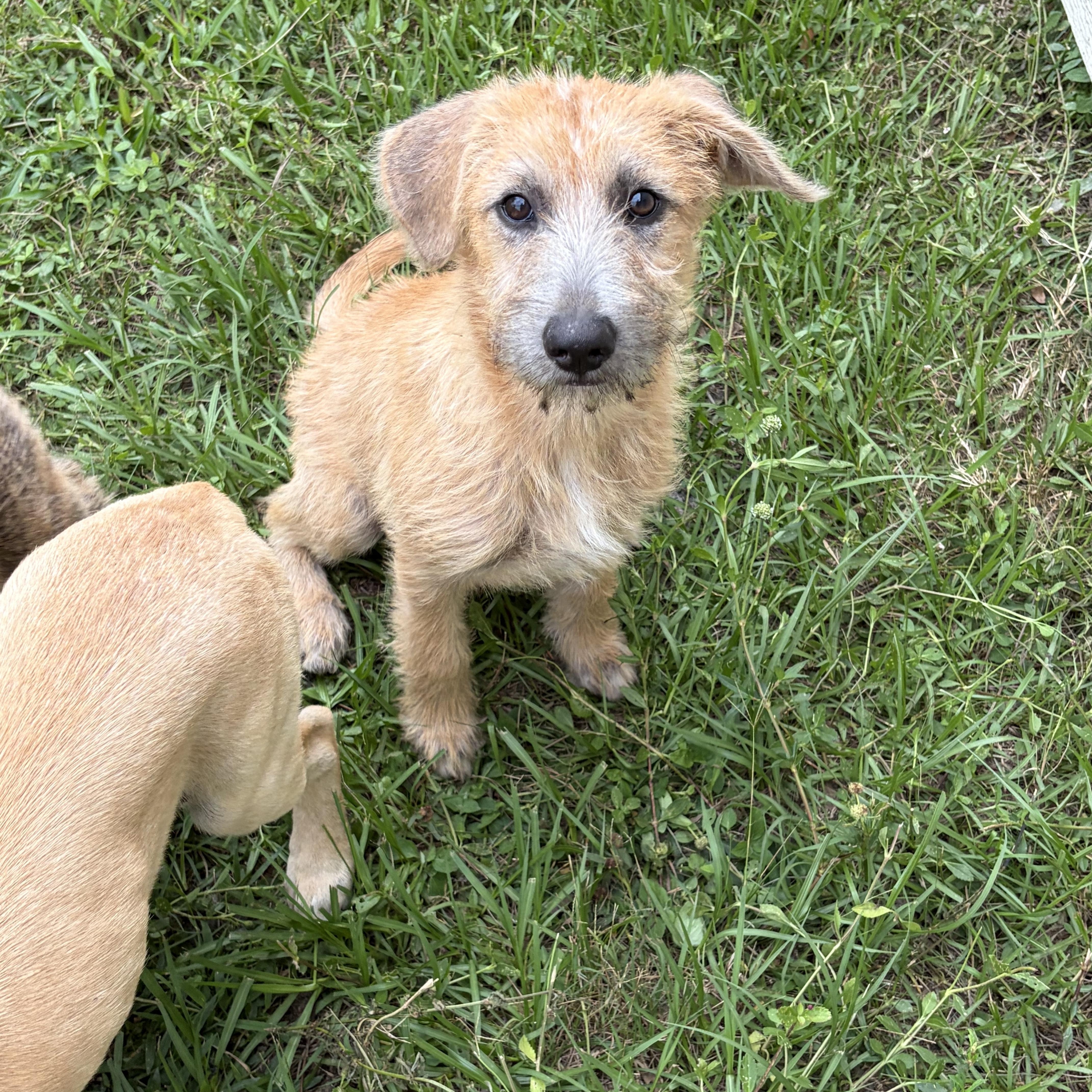 Sunny D, an adopted mixed breed in Arcadia, FL image 3/5