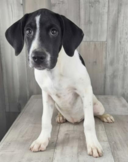 Enlarge Blaze, a Adoptable mixed breed in Shreveport, LA image 1/1