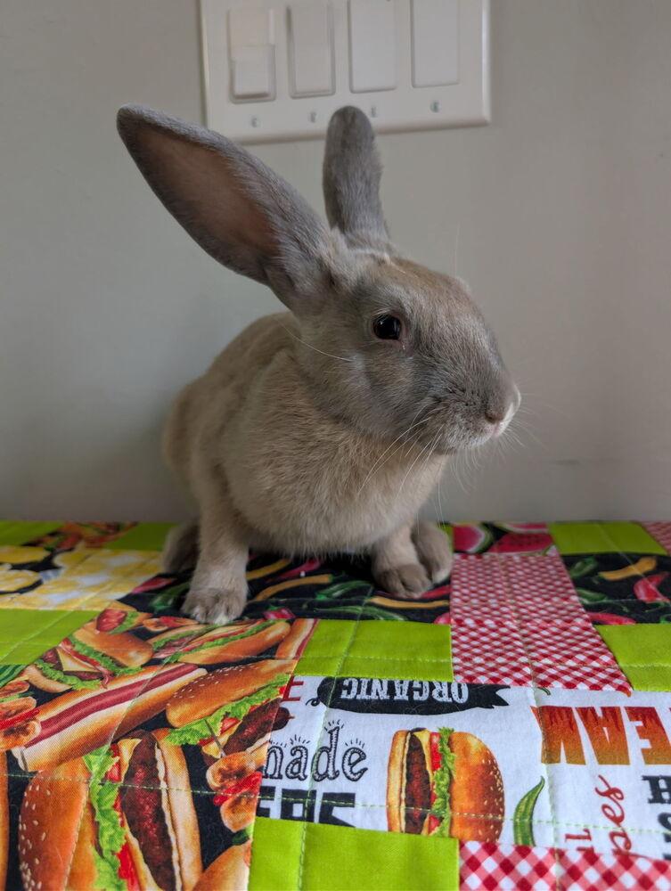 Ash, Adoptable, Baby Male Cinnamon.