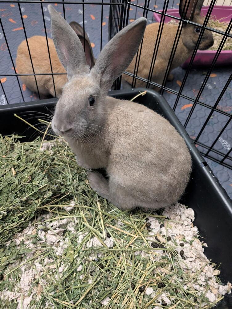 Enlarge Ash, a Adoptable mixed breed in Naples, FL image 2/5