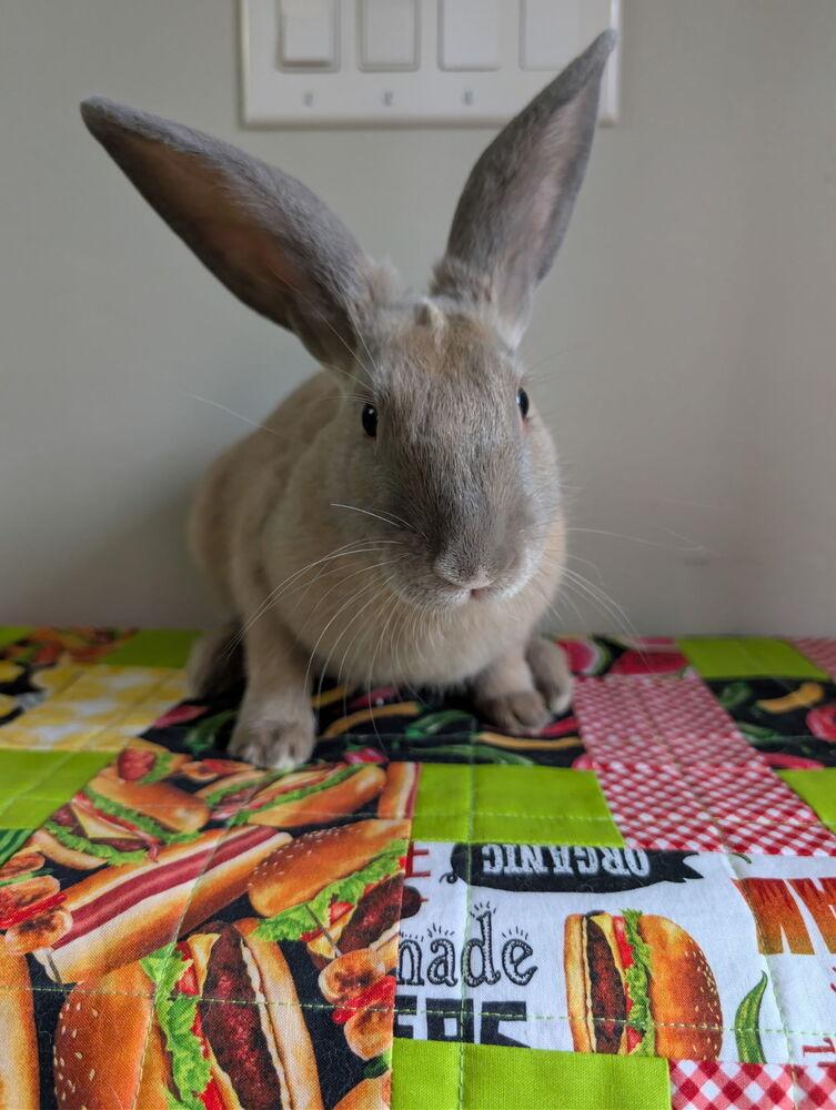 Enlarge Ash, a Adoptable mixed breed in Naples, FL image 3/5