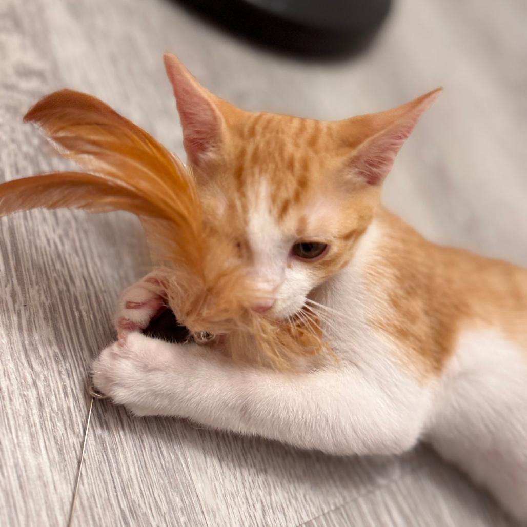 Enlarge Ember, a Adoptable Domestic Short Hair in Parkland, FL image 1/2