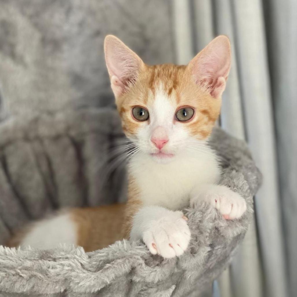 Enlarge Ember, a Adoptable Domestic Short Hair in Parkland, FL image 2/2