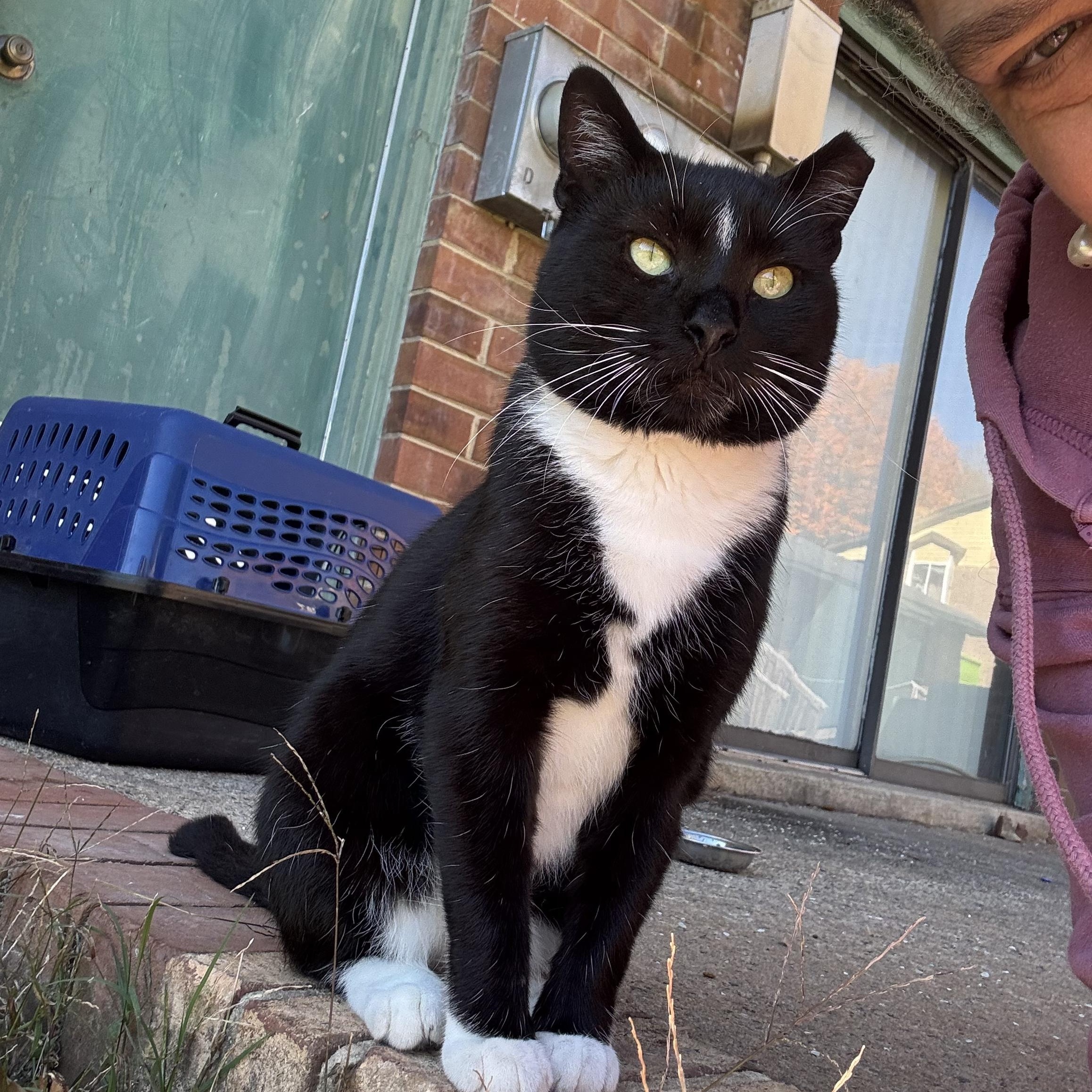 Caesar, Adoptable, Adult Male Domestic Short Hair.