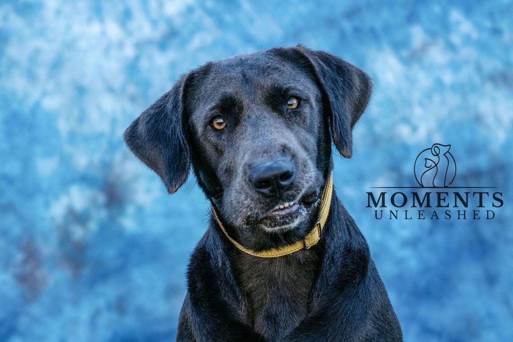 Midge, Adoptable, Adult Female Labrador Retriever & Weimaraner.