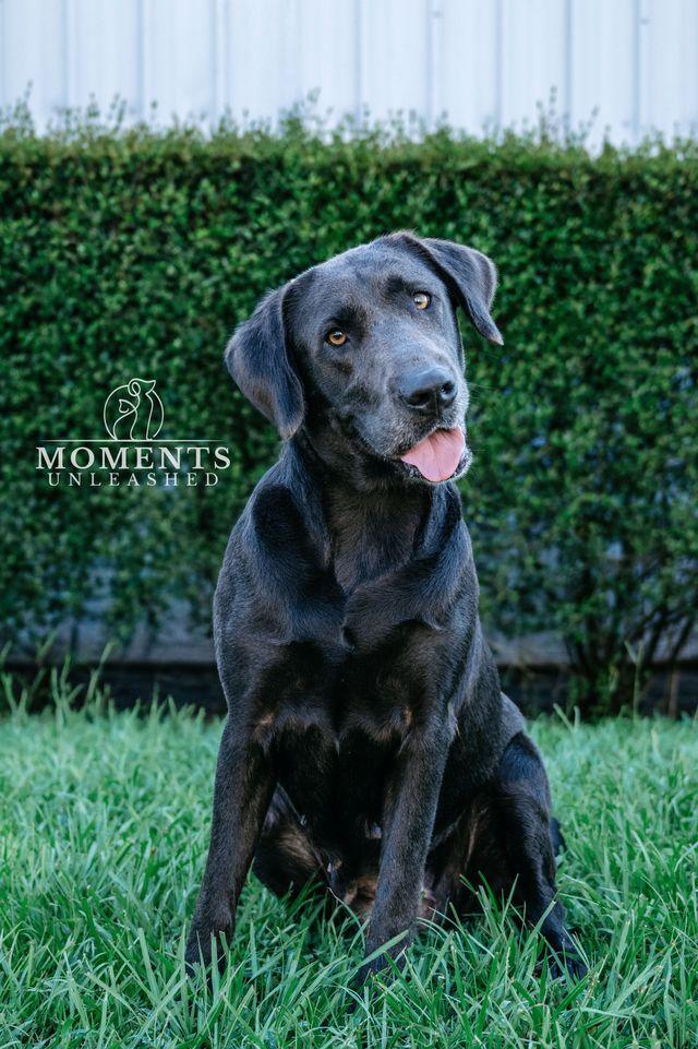 Enlarge Midge, a Adoption Pending mixed breed in Myakka City, FL image 2/5
