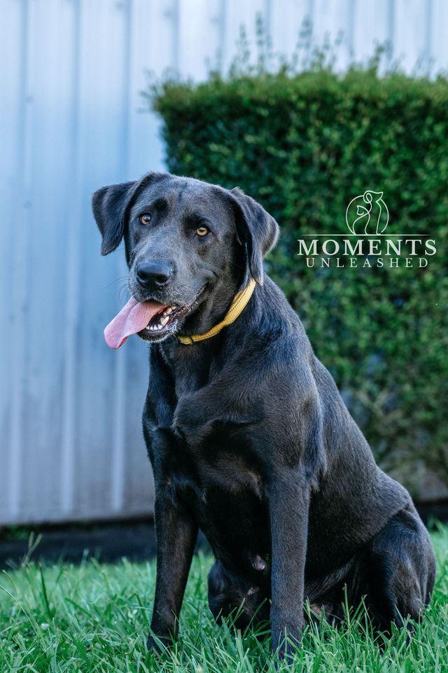 Enlarge Midge, a Adoption Pending mixed breed in Myakka City, FL image 4/5