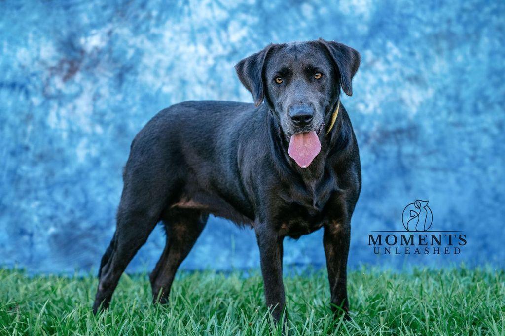 Enlarge Midge, a Adoption Pending mixed breed in Myakka City, FL image 5/5