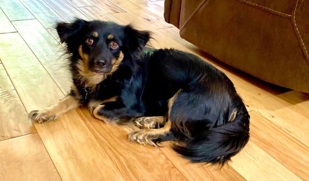 Nina!, a Adoptable mixed breed in Roseville, CA image 2/8