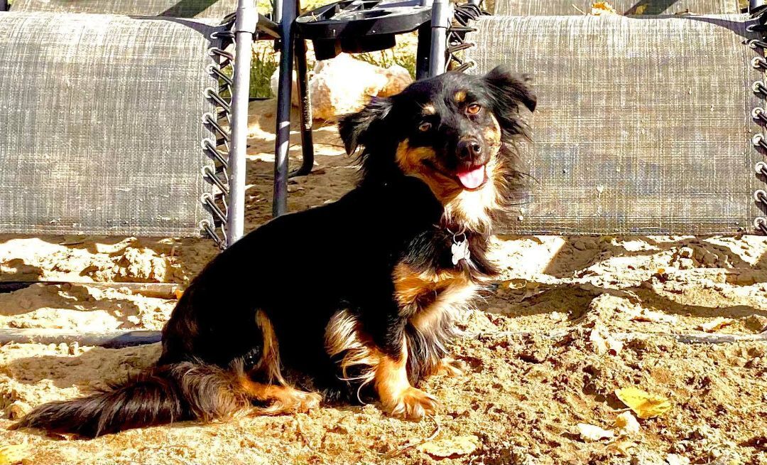 Nina!, a Adoptable mixed breed in Roseville, CA image 3/8