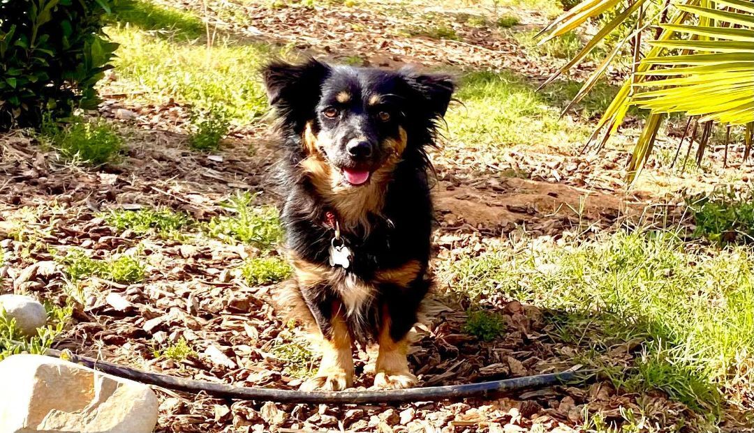 Nina!, a Adoptable mixed breed in Roseville, CA image 4/8