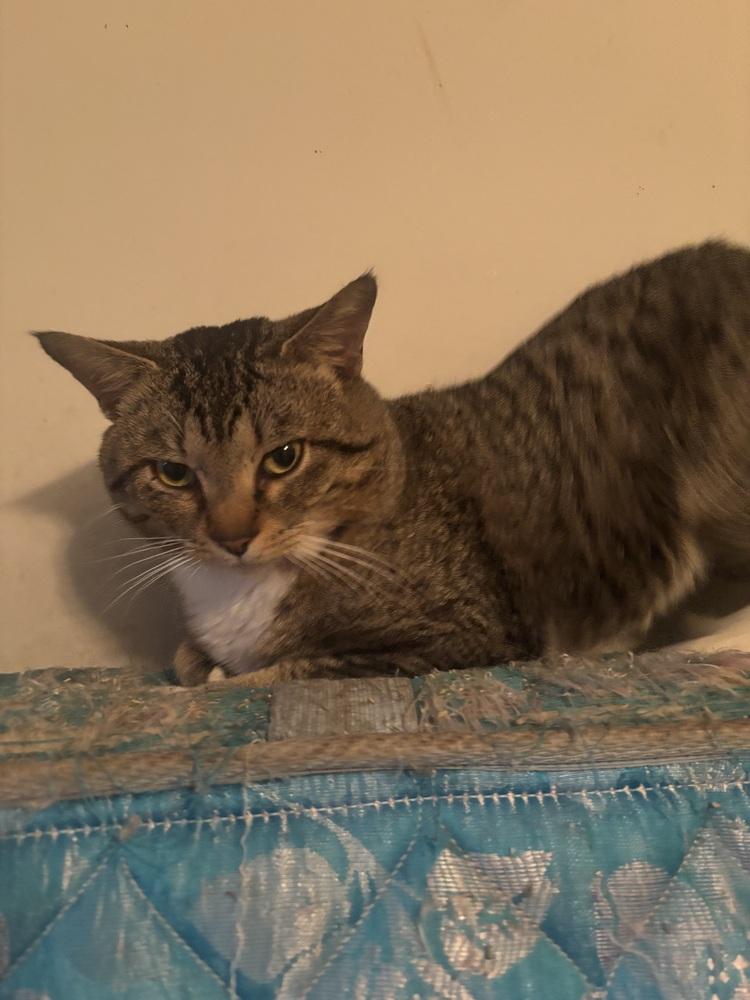 Ruby, Adoptable, Adult Male Domestic Short Hair.