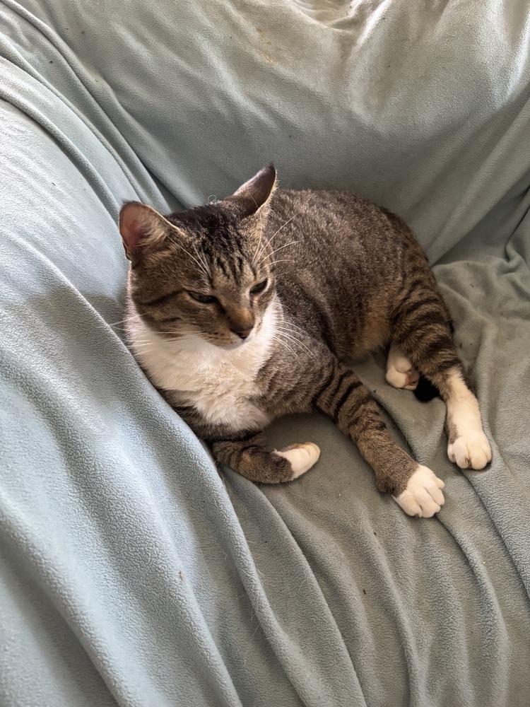 Enlarge Ruby, a Adoptable Domestic Short Hair in Salisbury, NC image 2/6