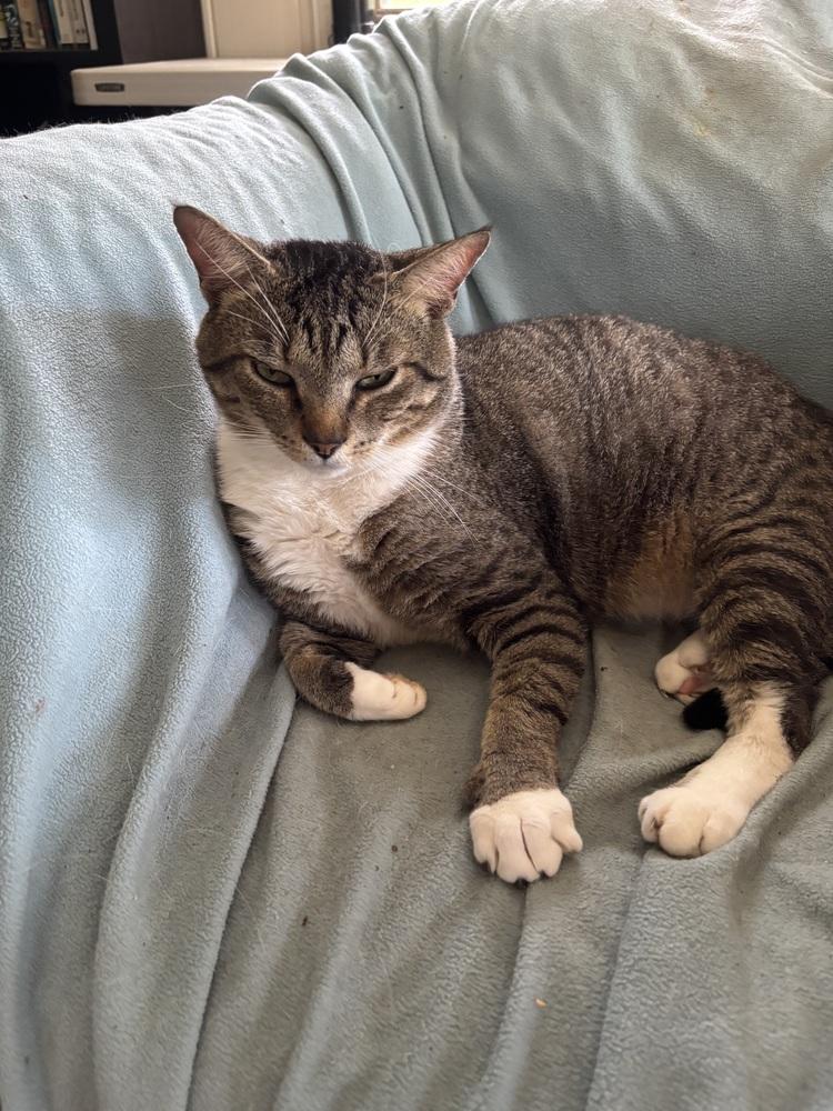 Enlarge Ruby, a Adoptable Domestic Short Hair in Salisbury, NC image 3/6