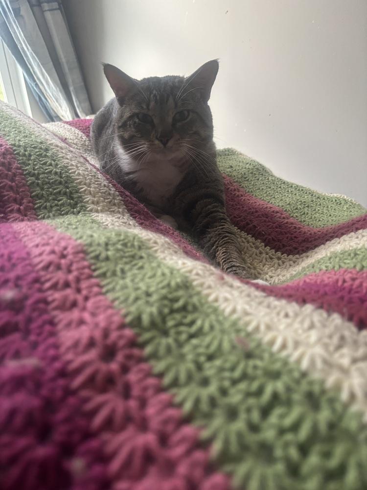 Enlarge Ruby, a Adoptable Domestic Short Hair in Salisbury, NC image 3/6