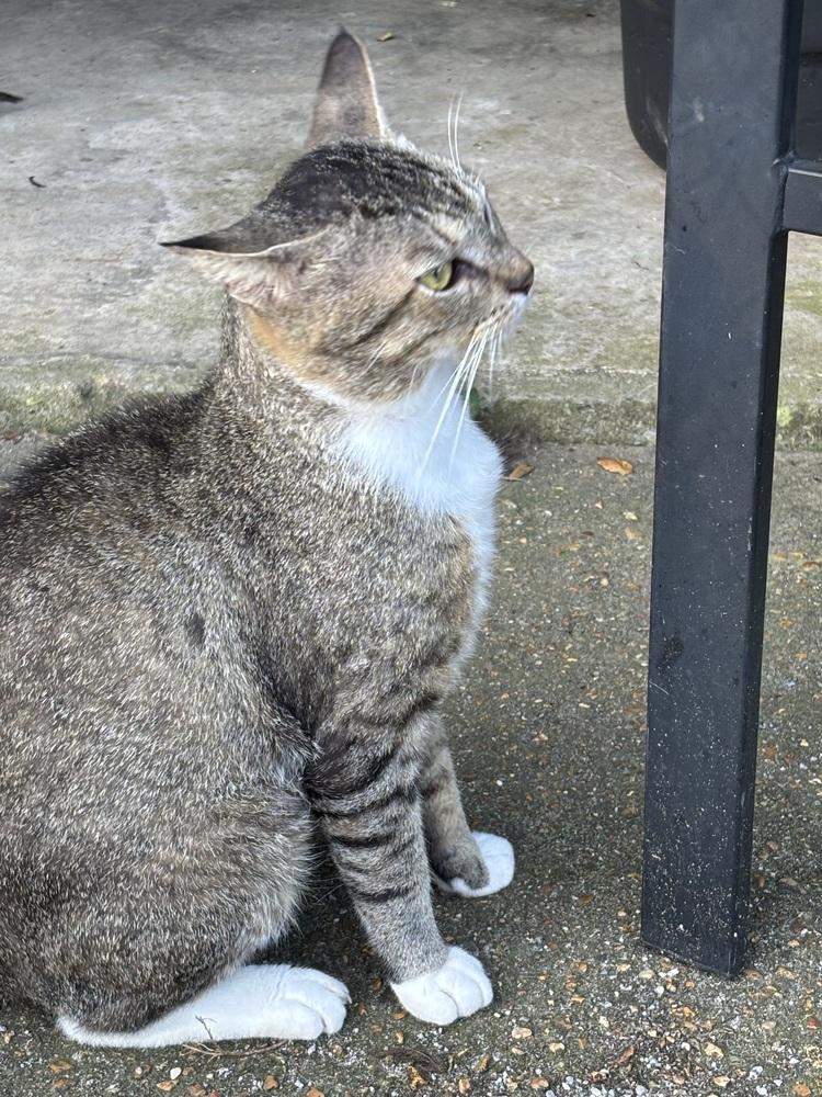 Enlarge Ruby, a Adoptable Domestic Short Hair in Salisbury, NC image 4/6