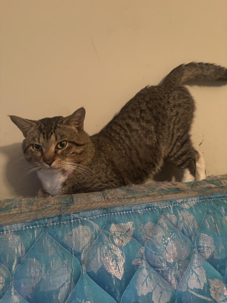 Enlarge Ruby, a Adoptable Domestic Short Hair in Salisbury, NC image 5/6