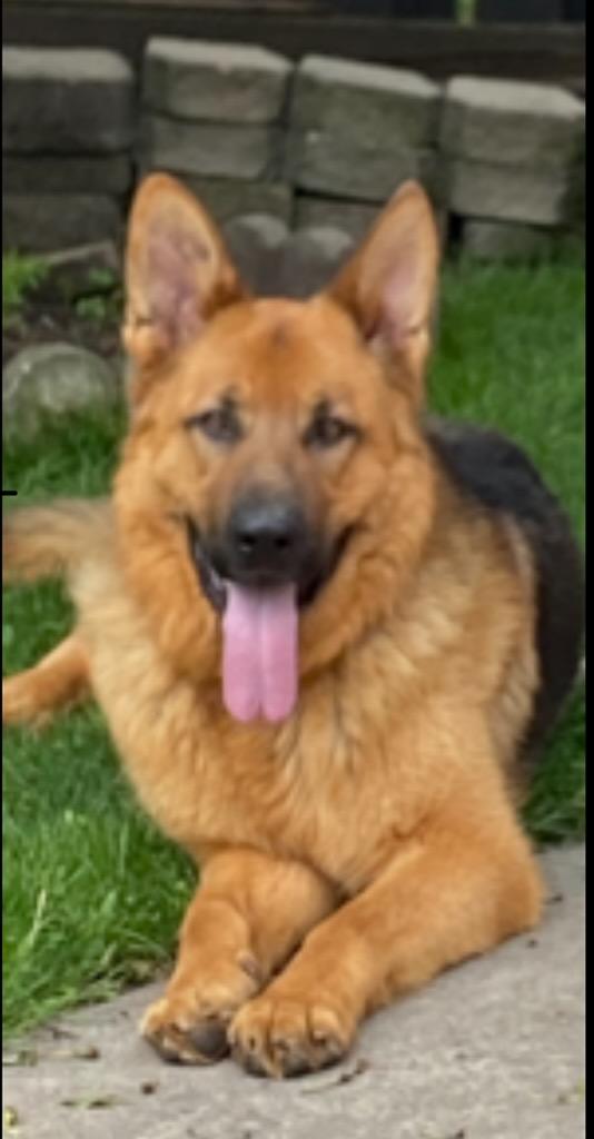 Lightning Foster or forever home needed, an adoptable German Shepherd Dog in Richmond Hill, ON, L4E 2M8 | Photo Image 1