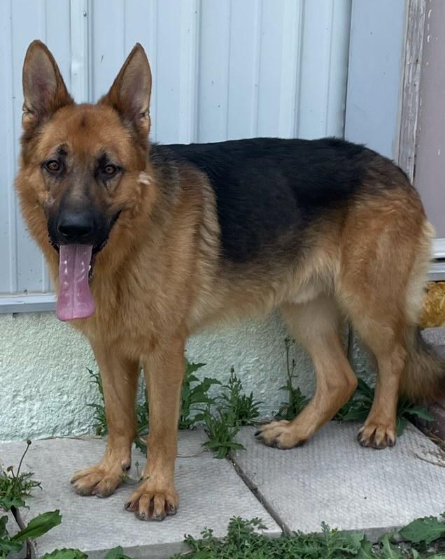Lightning Foster or forever home needed, an adoptable German Shepherd Dog in Richmond Hill, ON, L4E 2M8 | Photo Image 2