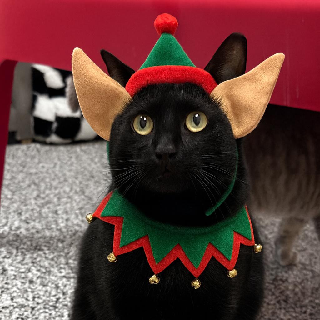 Enlarge Peaky, a Adoptable Domestic Short Hair in Ponte Vedra Beach, FL image 1/4