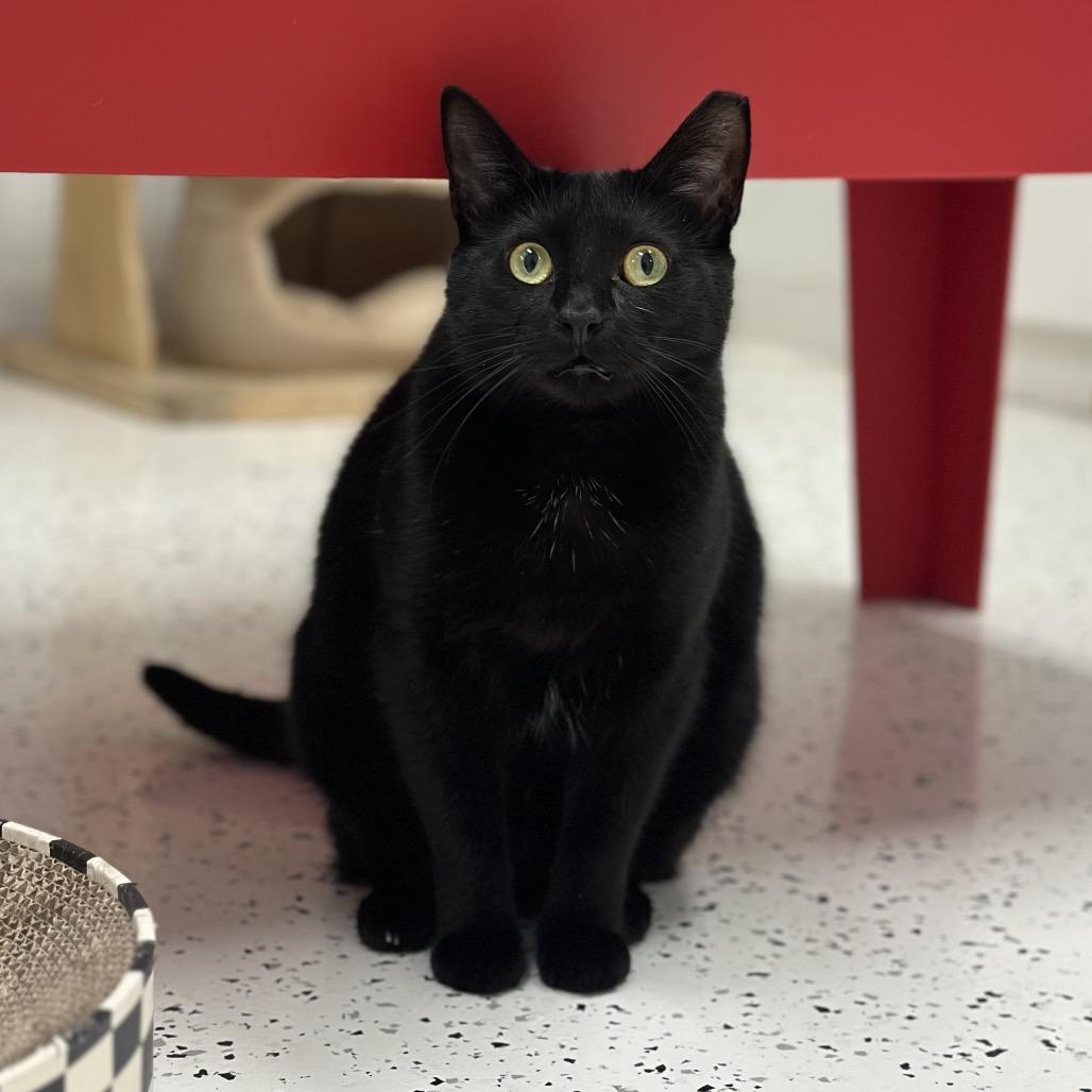 Enlarge Peaky, a Adoptable Domestic Short Hair in Ponte Vedra Beach, FL image 2/4