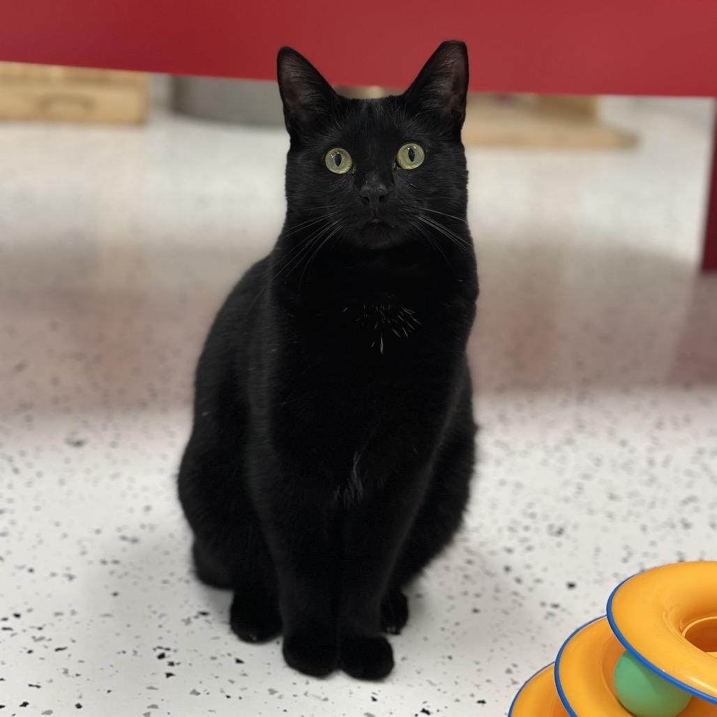 Enlarge Peaky, a Adoptable Domestic Short Hair in Ponte Vedra Beach, FL image 3/4