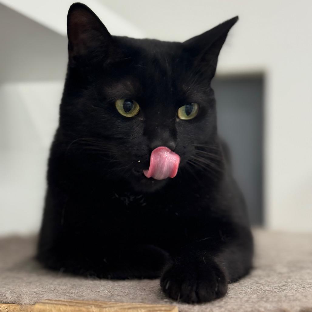 Enlarge Peaky, a Adoptable Domestic Short Hair in Ponte Vedra Beach, FL image 4/6