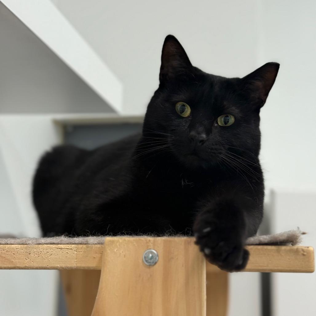 Enlarge Peaky, a Adoptable Domestic Short Hair in Ponte Vedra Beach, FL image 5/6