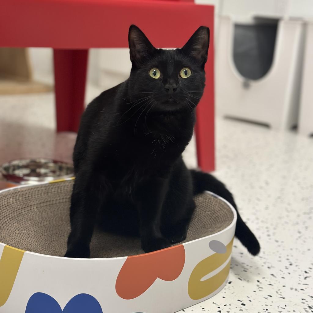 Enlarge Peaky, a Adoptable Domestic Short Hair in Ponte Vedra Beach, FL image 4/4