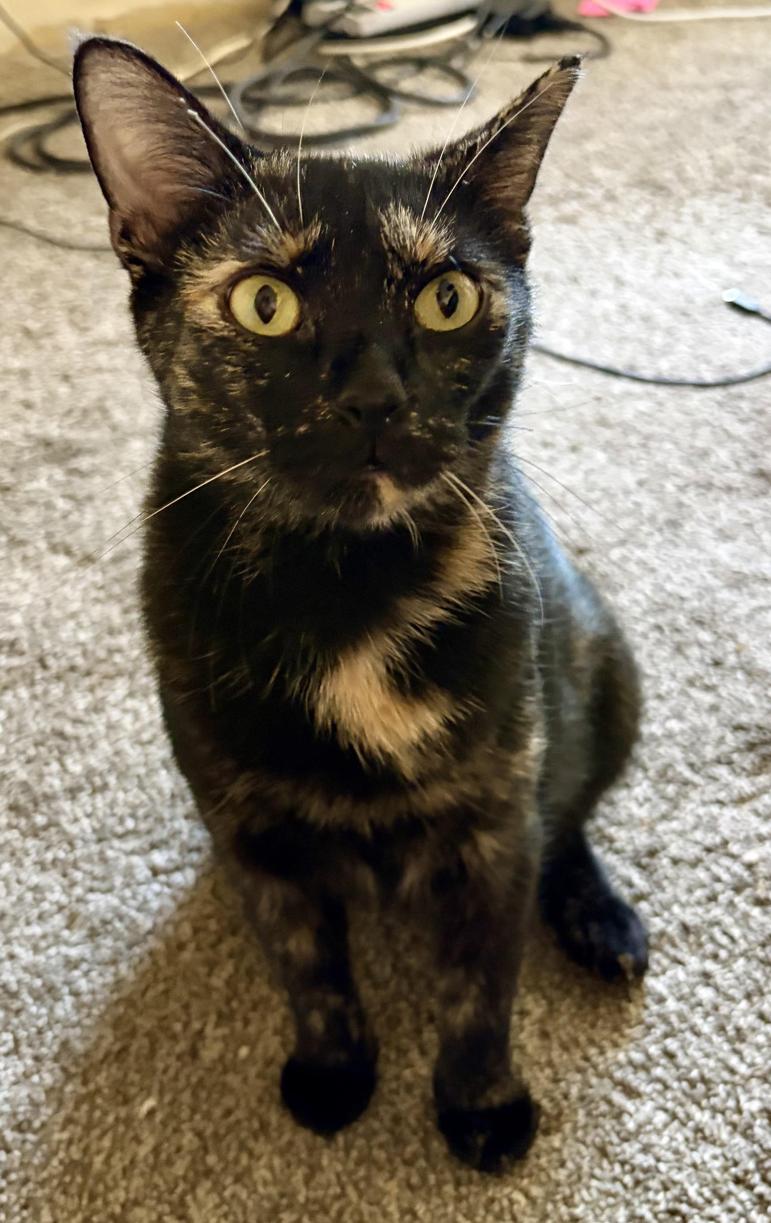 Enlarge Nat, a Adoptable mixed breed in Plain City, OH image 3/4