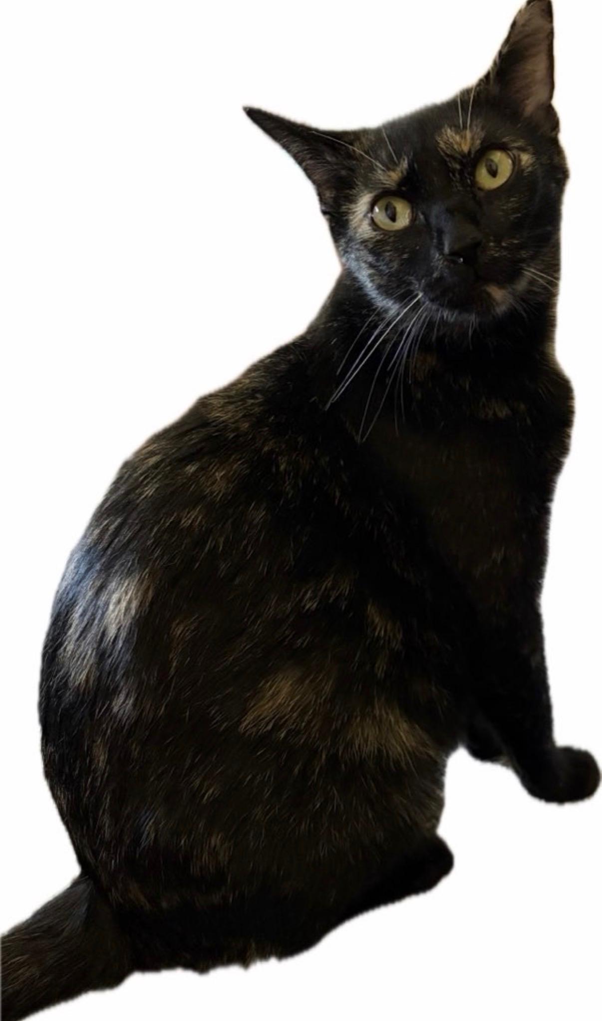 Enlarge Nat, a Adoptable mixed breed in Plain City, OH image 4/4
