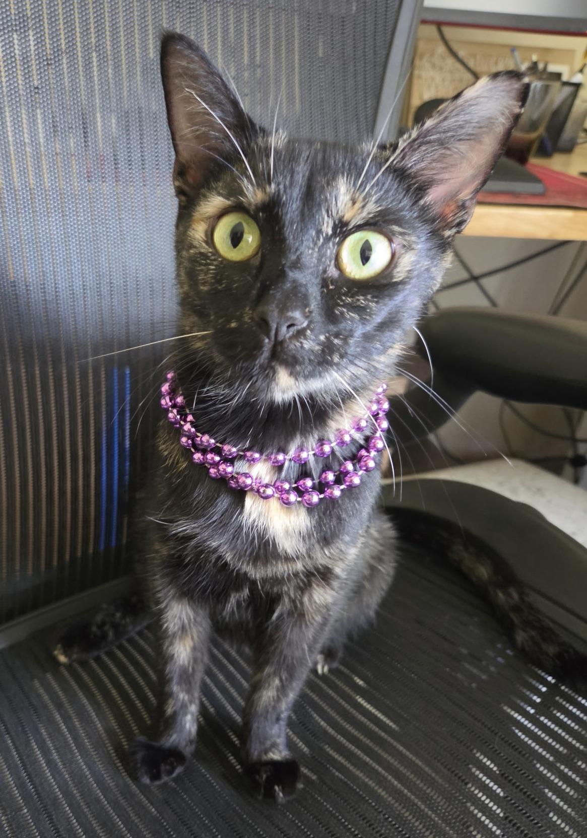 Nat, Adoptable, Young Female Tortoiseshell & Domestic Short Hair.