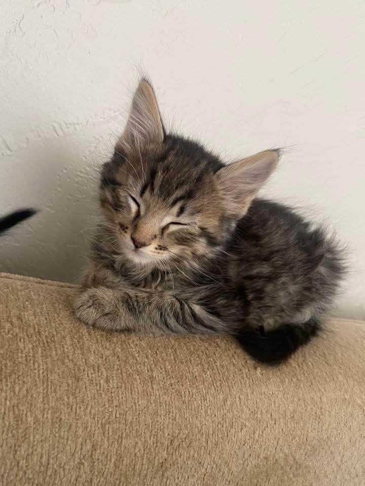 Enlarge Ferb , a ADOPTABLE Domestic Short Hair in East Peoria, IL image 3/3