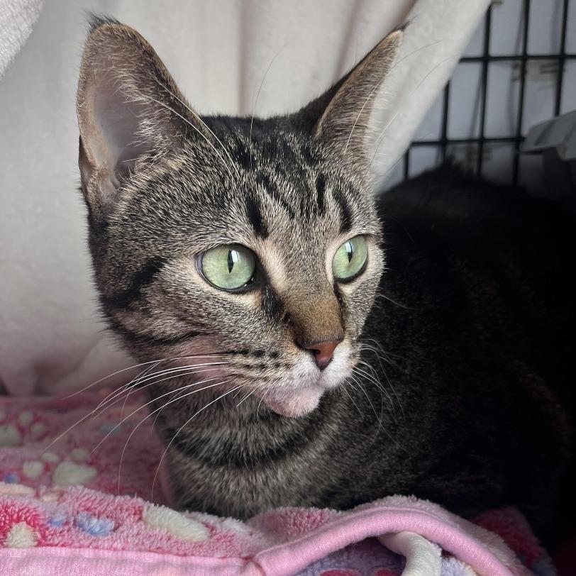 Loyalty, Adoptable, Adult Female Domestic Short Hair.