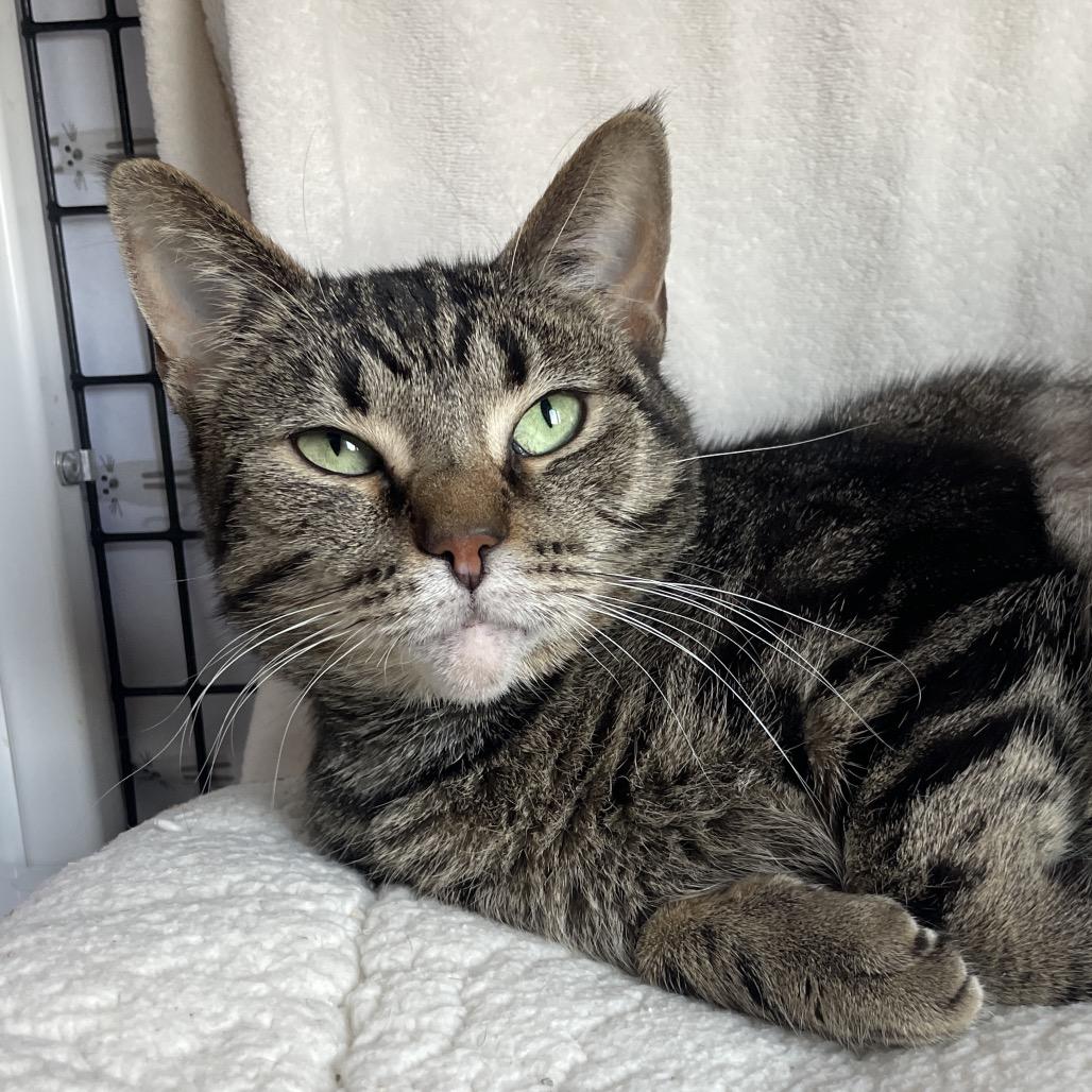 Loyalty, a Adoptable Domestic Short Hair in Chicago, IL image 2/2