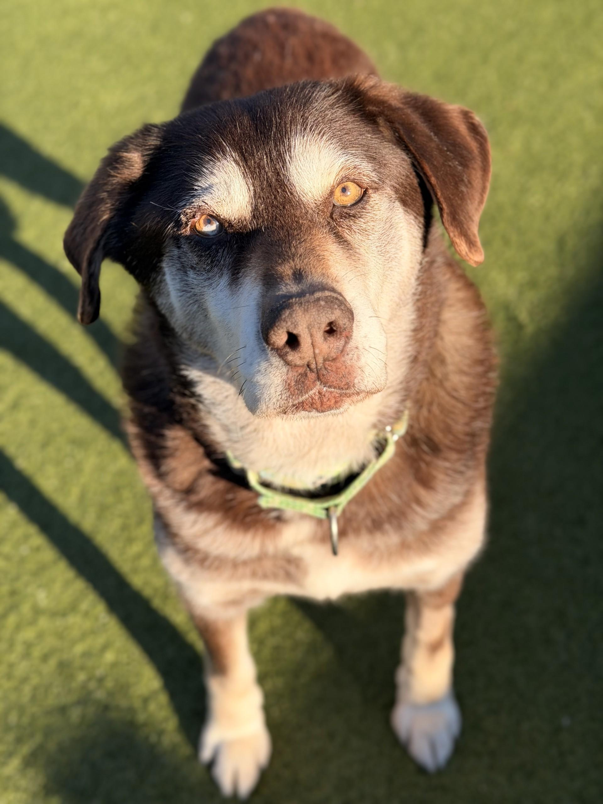 Enlarge Jax, a ADOPTABLE mixed breed in Mount Juliet, TN image 1/1