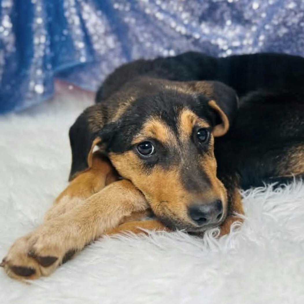 Palawan, adopted, Puppy Male Australian Shepherd & Hound.