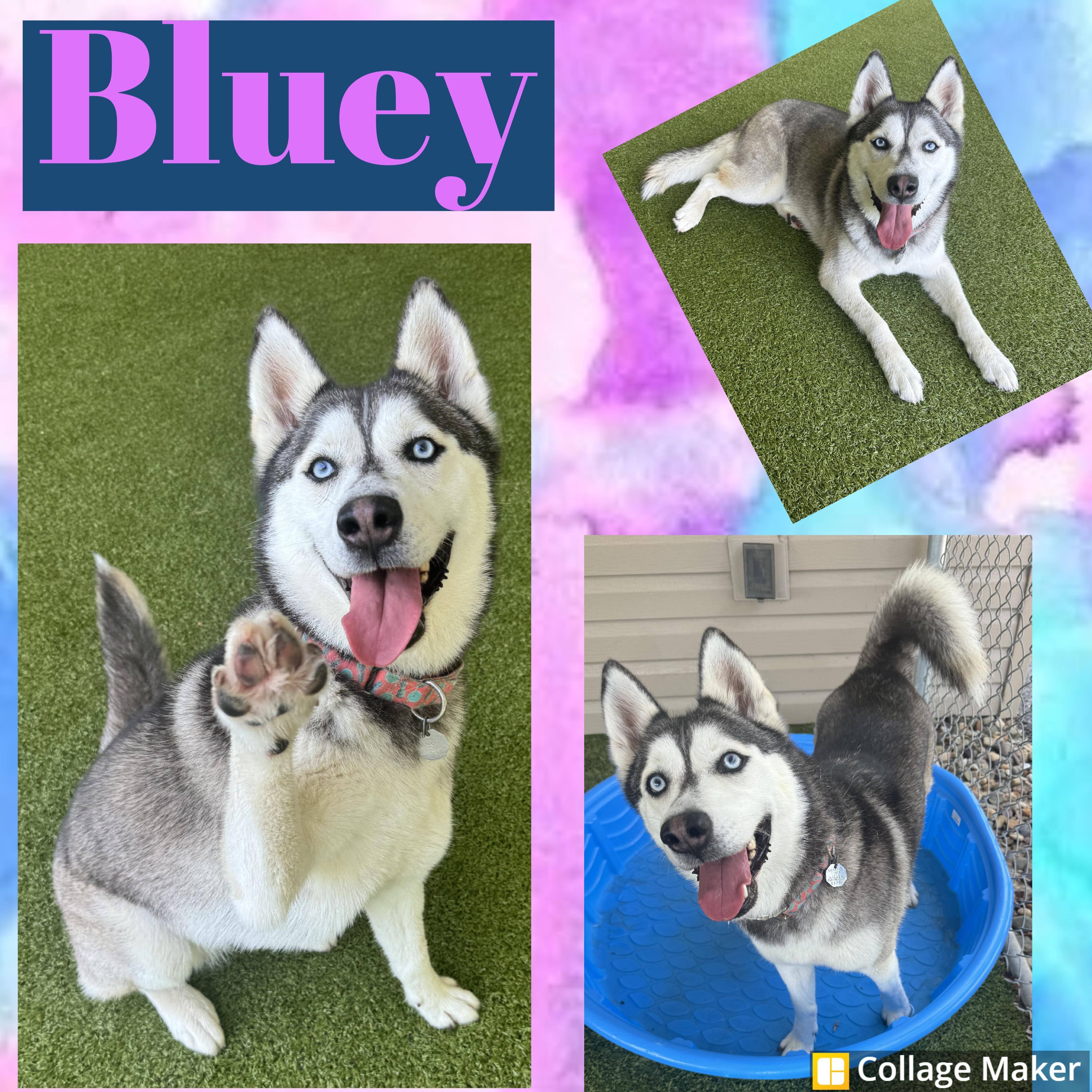 Enlarge Bluey, an adopted mixed breed in Clearfield, PA image 1/1