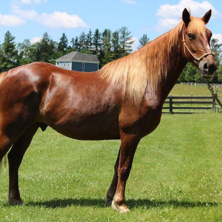 Tabasco - ATFO 2025 Platinum Division, Adult Male unknown