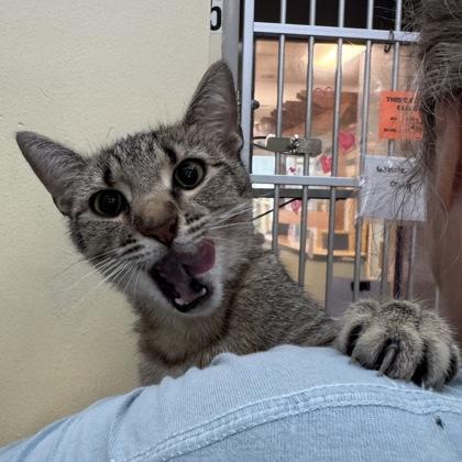 Cuervo, Adoptable, Young Female Domestic Short Hair.
