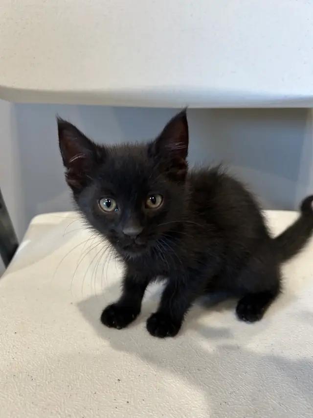 Daisy, ADOPTABLE, Kitten Female Domestic Short Hair.