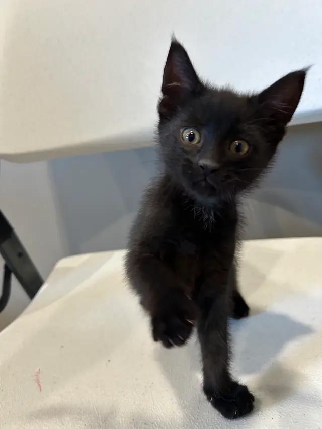 Enlarge Daisy, a ADOPTABLE Domestic Short Hair in Seward, NE image 2/2