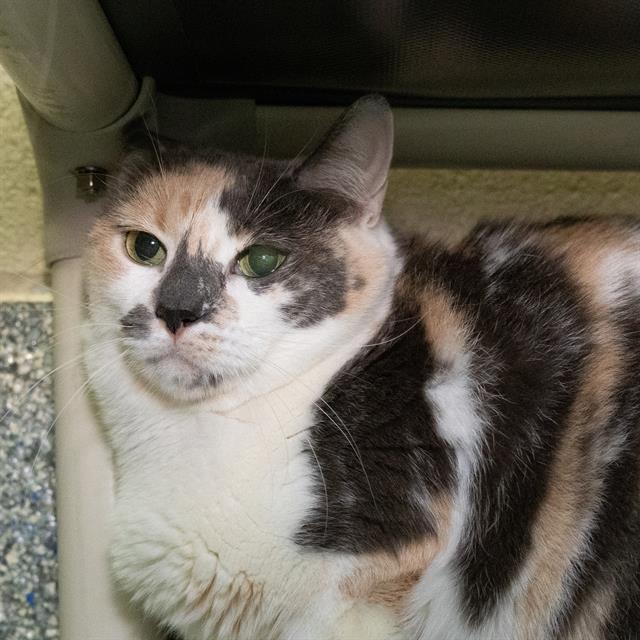 AQUAMARINE, Adoptable, Adult Female Domestic Medium Hair.