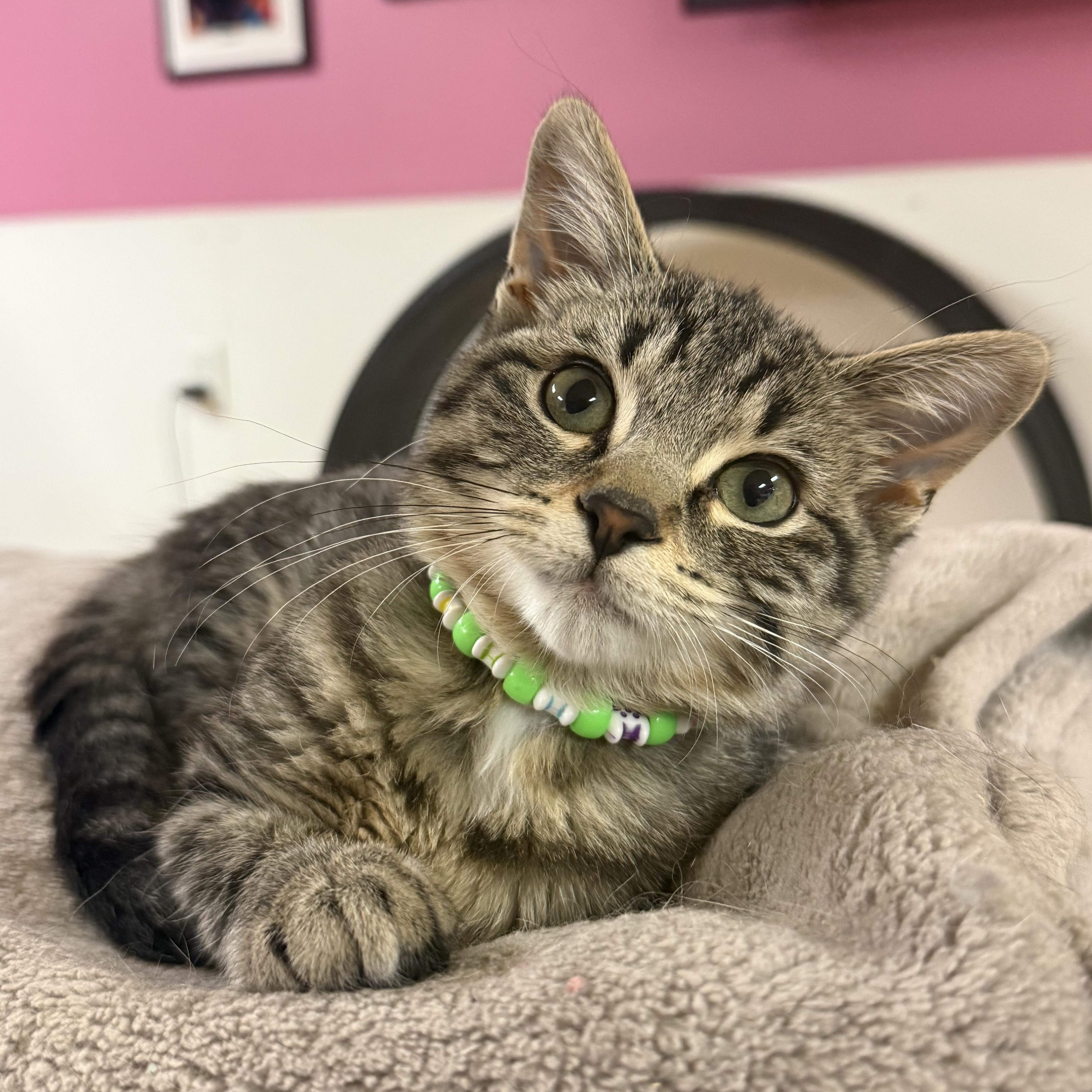 Enlarge Thor, a Adoptable Domestic Short Hair in Vinton, IA image 1/1