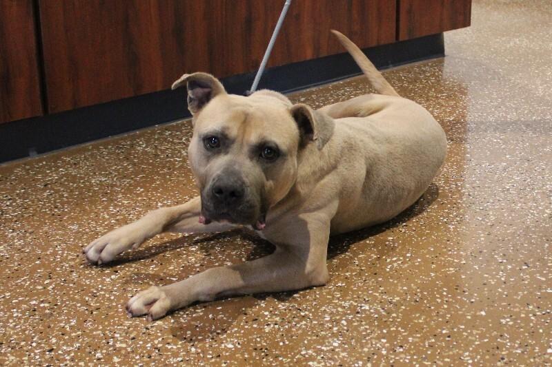 Fred, Adoptable, Adult Male Pit Bull Terrier & Mixed Breed.