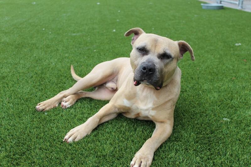 Enlarge Fred, a Adoptable mixed breed in Jackson, TN image 1/6